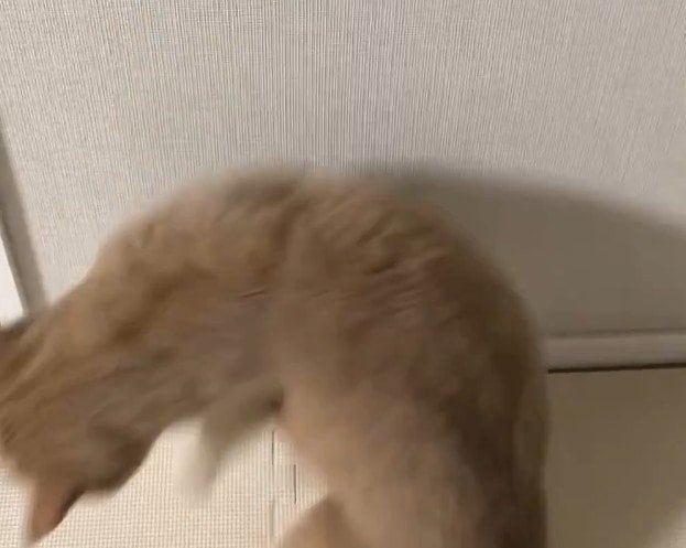 すぐに諦めてしまったつなくん