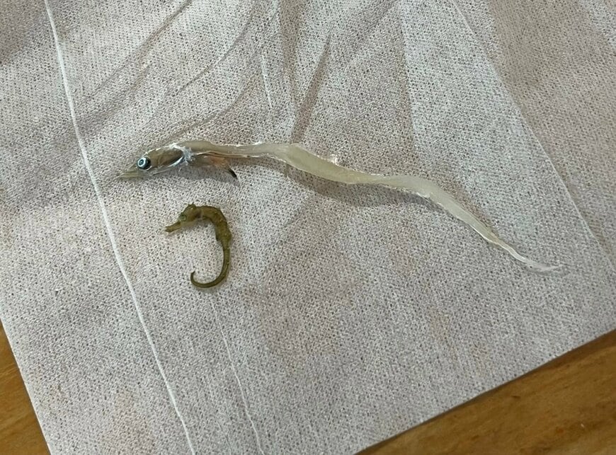 発見した2匹の魚たち