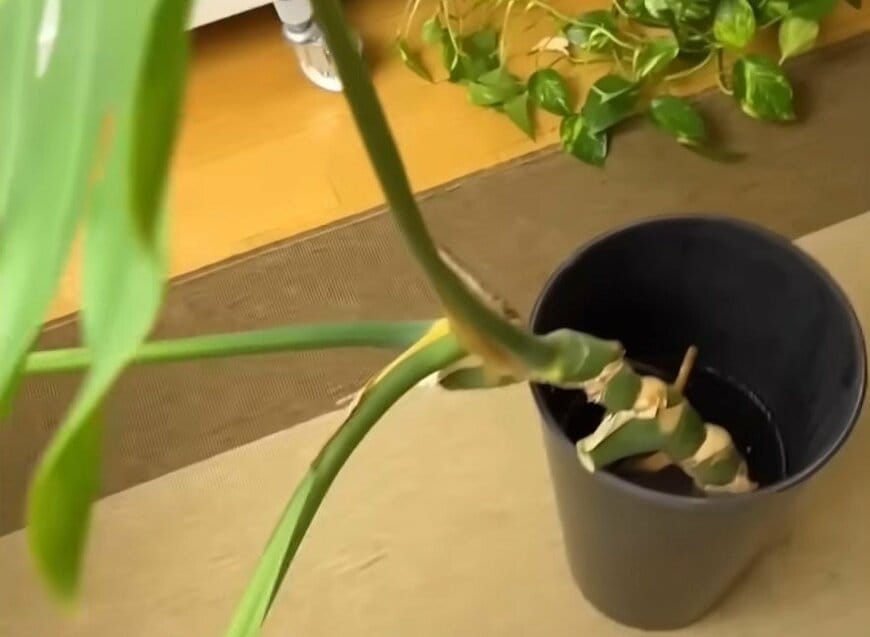 モンステラの挿し穂を水に浸す