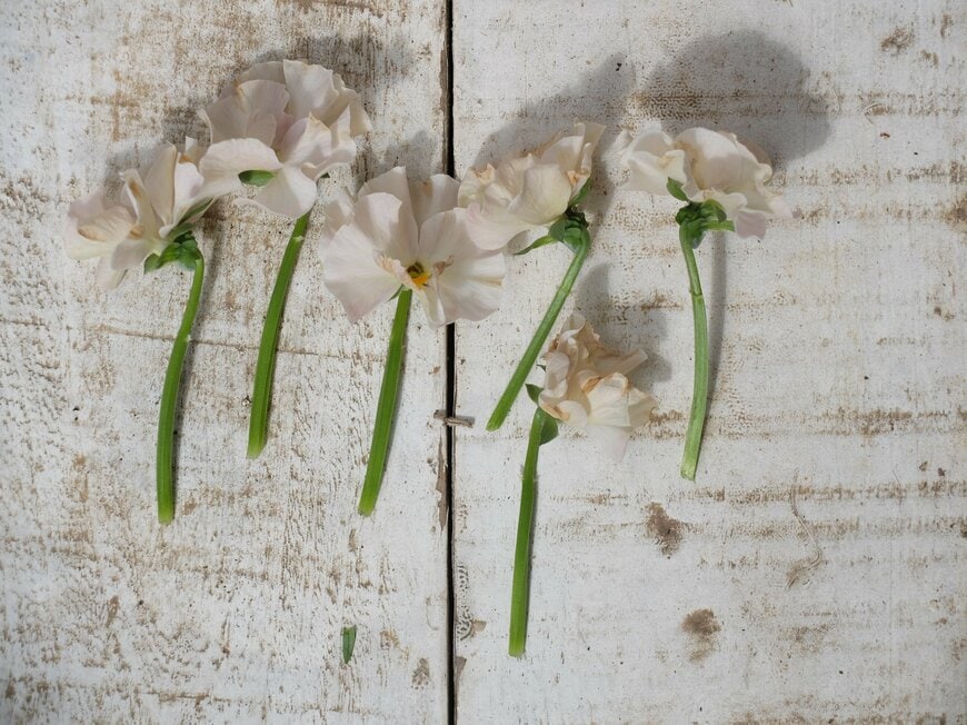 花がら摘みをした花後のパンジー