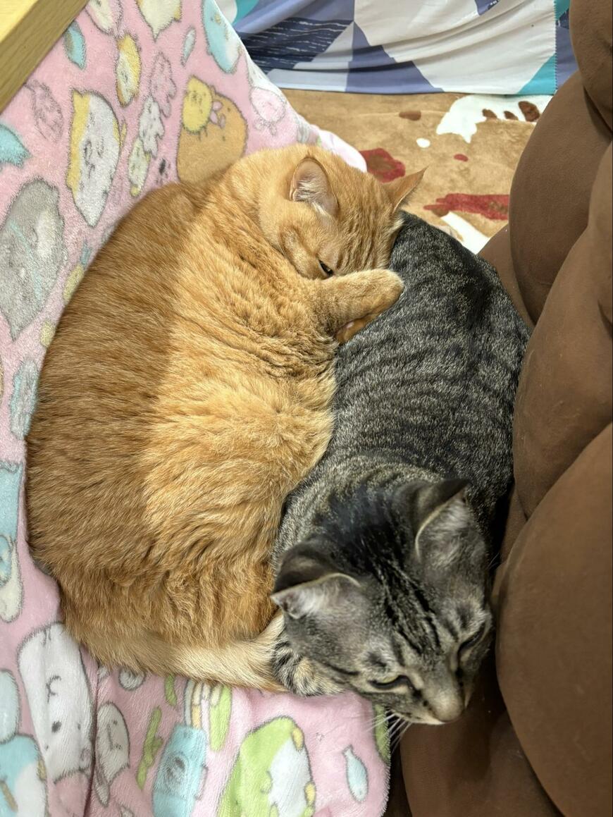 仲良く熟睡する猫
