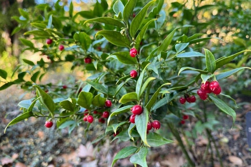 赤い実を付けているサルココッカ