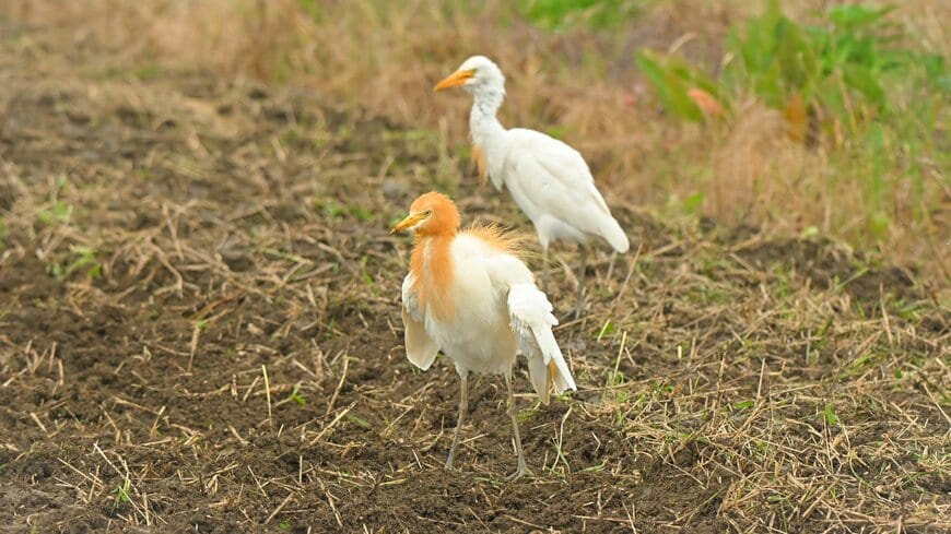 佇む2羽のアマサギたち