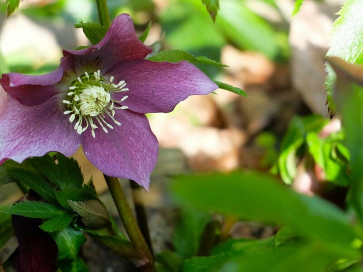 神戸の半日陰の庭に「植えてよかった」常緑多年草3つ。〈クリスマス