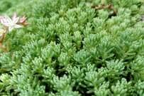 「植えてよかった」10年以上植えっぱなしでも美しいグランドカバー《多年草》6選＆ 育て方のコツ 