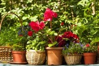 寄せて置くだけ【寄せ鉢ガーデニング】寄せ植えより手間いらず！センスの良い寄せ鉢を作るコツ