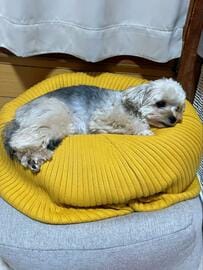 ものすごい「でかいイビキ」が聞こえたので、犬を見にいくと…まさかの振る舞いに笑ってしまう