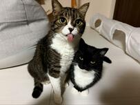 【猫さんのお顔をよく見たら…？！】同居猫くんと一緒に写る、我慢強い猫さんの姿が話題