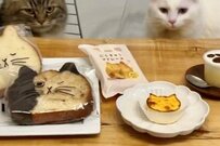 「浮気者」可愛い猫を連れて帰ると超不貞腐れる元保護猫達が話題