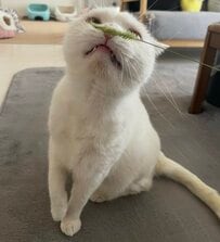 【ベストショット】猫ちゃんのお鼻の上に草を置いてみると…　クンクンクンと一生懸命でホッコリ