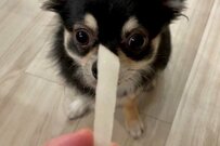 飼い主「今から魔法をかけて梨を増やす」と嘘。チワワが一点集中する姿に「素直でかわいすぎ」「頑張れ！」