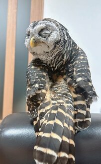 【土偶みたいなフクロウ】羽繕い中のフクロウさん…目をつむる顔に「笑っちゃいました」「頑張ってる顔」