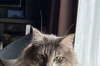 「謎のポーズ」をする猫さんが可愛いと話題「相撲の四股…？」