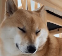 こっちまで眠くなる！？二度寝しそうな柴犬の姿がかわいすぎる