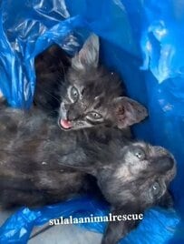 皮膚病を患い路上をさまよっていた2匹の子猫を保護 診察で疥癬が判明し治療を開始…住民や保護チームへの感謝の声続々