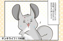 【チンチライフ第190話】赤ちゃんがやってきた！祭さんベビーとチンチラたちとの感動の対面