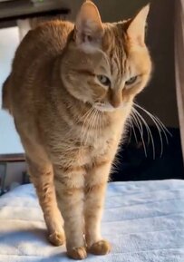 【4万いいね】耳ピンで伸びをする猫ちゃんが可愛すぎる！長すぎる脚にも大注目　