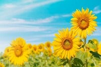 65歳の誕生日を迎えても年金が振り込まれないはなぜ？請求手続きと初回振込の「タイムラグ」を解説