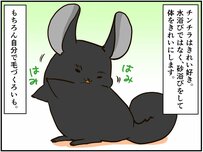 妻のために美しく！チンチラ夫の健気な努力が報われる日はくるのか【チンチライフ45話】