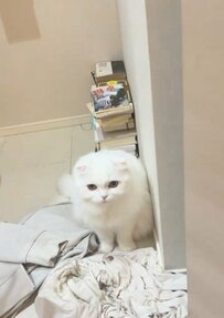 猫ちゃんがお風呂場で出待ちしている理由は……キュートすぎる姿に「かわいい」「とっても仲良し」とユーザーも反応