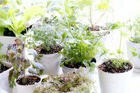 【家庭菜園】暑い夏は室内で野菜を育てよう！収穫まで楽しめるオススメ野菜6選