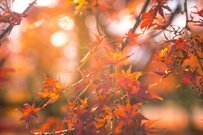 埼玉の公園で撮影された紅葉風景　ムーミンが出てきそうな景色に「絵本の世界」「メルヘン度が高すぎ」