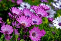 【植えっぱなしOKで手間いらず】この春お迎えしたいオシャレな多年草3選。ローメンテで毎年美しい花が咲く