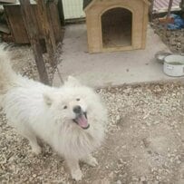 【保護犬】6年間鎖に繋がれて自由を奪われたサモエド…里親に見せた「素敵な変化」に胸が温まる