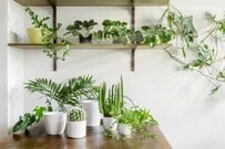 【ガーデニング】多肉・観葉植物「定番インテリアグリーンおすすめ8選」冬のお部屋に迎えたい！