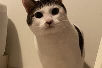 ツノ！？元保護猫さんの写真に爆笑の声「殿様」「ちょんまげ」！犬猫1カ月にいくらかかる？