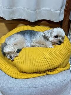 ものすごい「でかいイビキ」が聞こえたので、犬を見にいくと…まさかの振る舞いに笑ってしまう