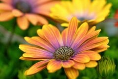 今が植えどき！春の定番花【オステオスペルマム】おしゃれで多彩な花姿・花色6種＆育て方のコツ