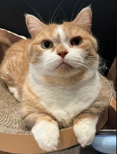 「どしたの」人間が入ってそうな猫の表情に視線釘付け！落差の激しい落胆ぶりに笑ってしまう