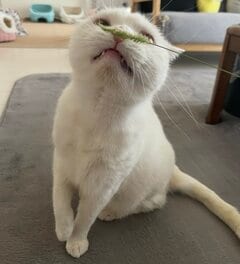 【ベストショット】猫ちゃんのお鼻の上に草を置いてみると…　クンクンクンと一生懸命でホッコリ