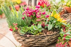 【初秋のガーデニング】冬まで楽しめる寄せ植え「手入れが楽ちんな組み合わせ」オススメ3選