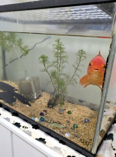 訴えかけるような表情の金魚