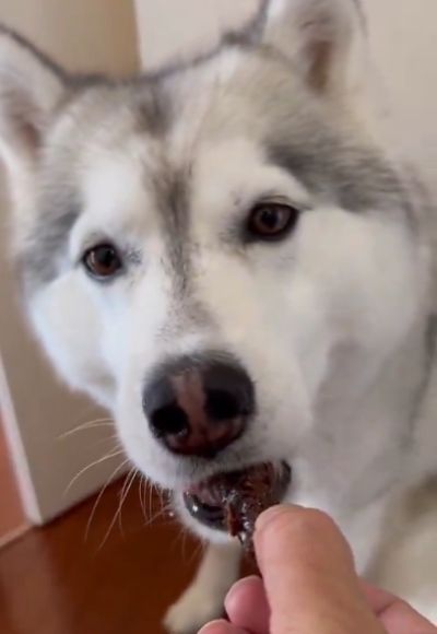 投稿動画のワンシーン