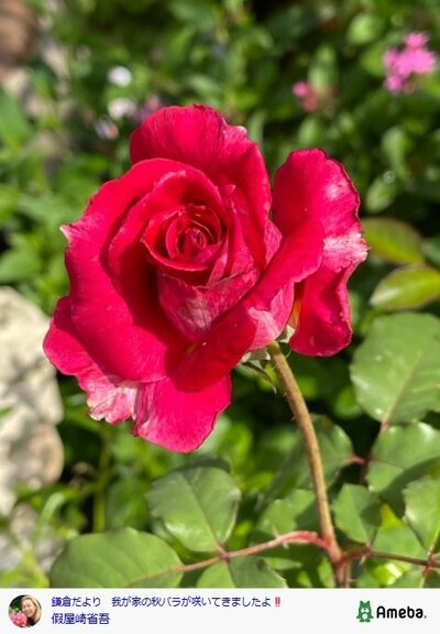 假屋崎省吾のAmebaブログ投稿