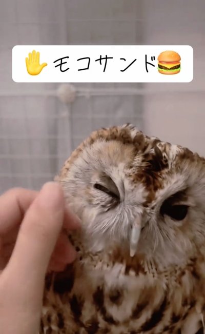 投稿動画のワンシーン