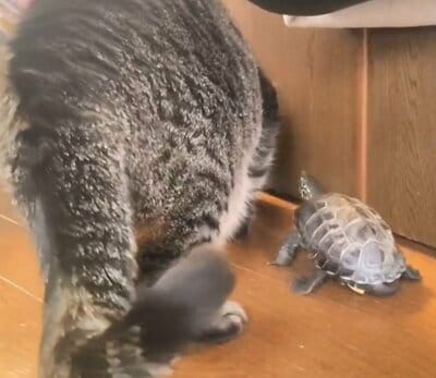 塩対応にもめげない軍曹くん