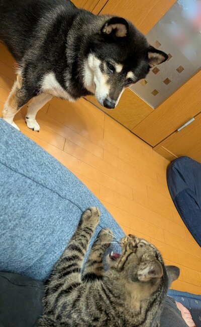 シャーされて切なげなワンちゃん