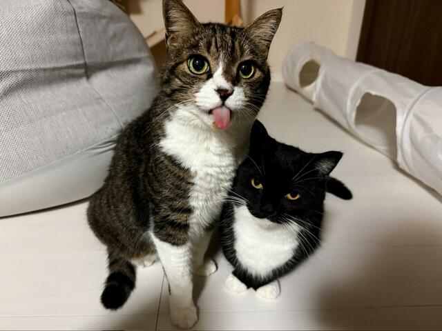 【猫さんのお顔をよく見たら…？！】同居猫くんと一緒に写る、我慢強い猫さんの姿が話題