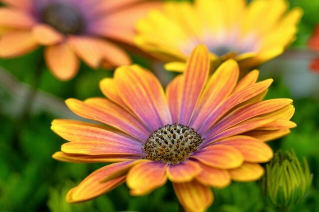 【今から植える花】庭や玄関先におすすめ《春の花》6選！早春に苗を植えるコツ＆お手入れ方法も