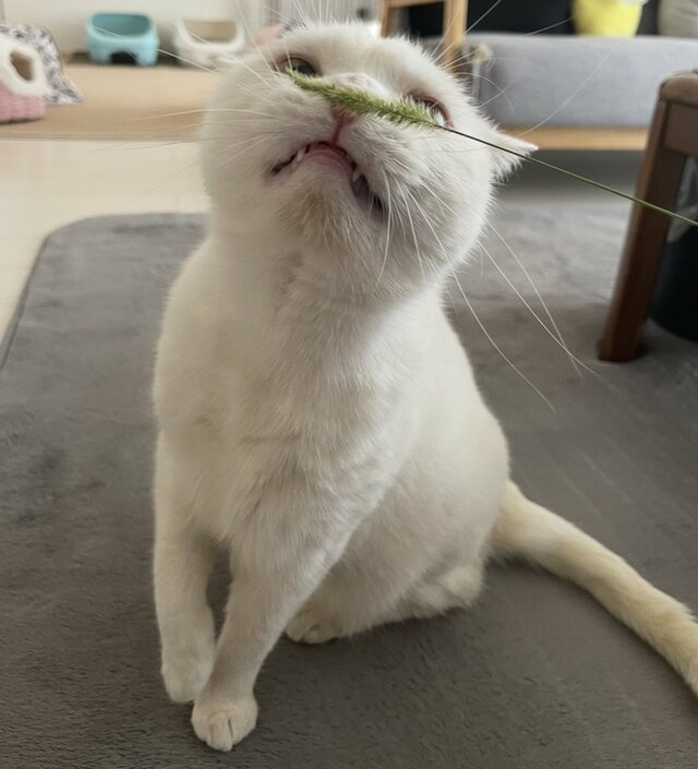 【ベストショット】猫ちゃんのお鼻の上に草を置いてみると…　クンクンクンと一生懸命でホッコリ