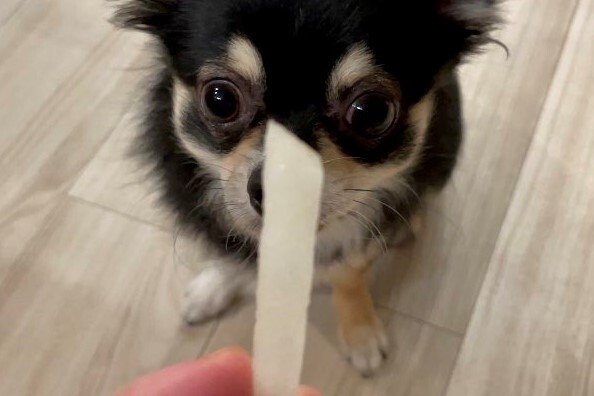 飼い主「今から魔法をかけて梨を増やす」と嘘。チワワが一点集中する姿に「素直でかわいすぎ」「頑張れ！」