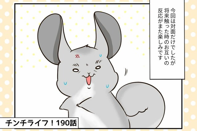 【チンチライフ第190話】赤ちゃんがやってきた！祭さんベビーとチンチラたちとの感動の対面