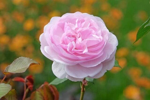 植えっぱなしで【イングリッシュガーデン】主役はいい香りのバラ！暑さに強いバラ5選＆多年草5選