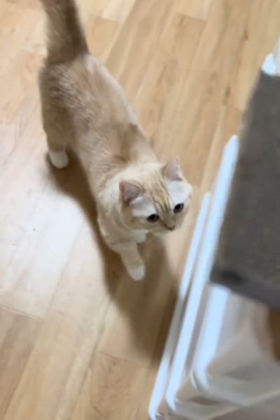 【主と猫の息ぴったり】おしゃべりをしながら食事を待つ猫…SNSでは「待ち姿可愛すぎ」と大反響の声