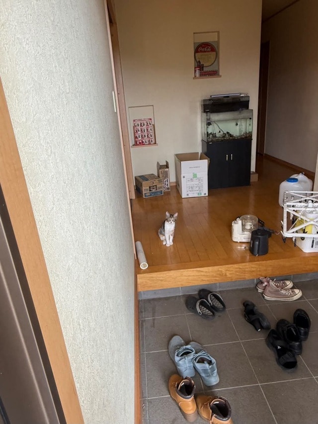 自宅に「猫が居ない」と探し回った結果　分かりにくい場所から「こちらを見る姿」にクスり