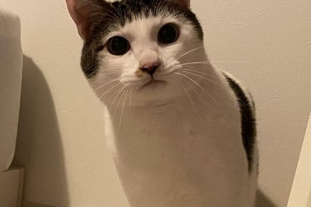 ツノ！？元保護猫さんの写真に爆笑の声「殿様」「ちょんまげ」！犬猫1カ月にいくらかかる？